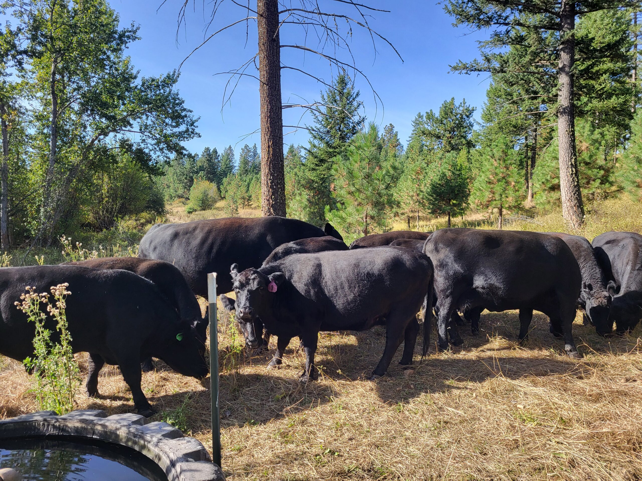 Herd of black cattle grazing in a sunny forested area with pine trees, surrounded by greenery and wildflowers.